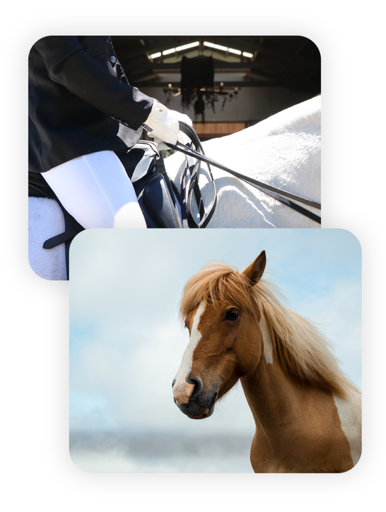 Versicherung für Ihr Pferd Versicherung